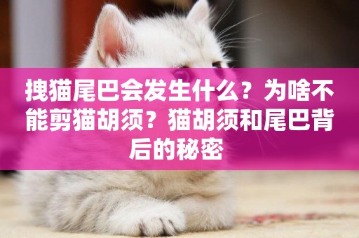 拽貓尾巴會發生什么？為啥不能剪貓胡須？貓胡須和尾巴背后的秘密 