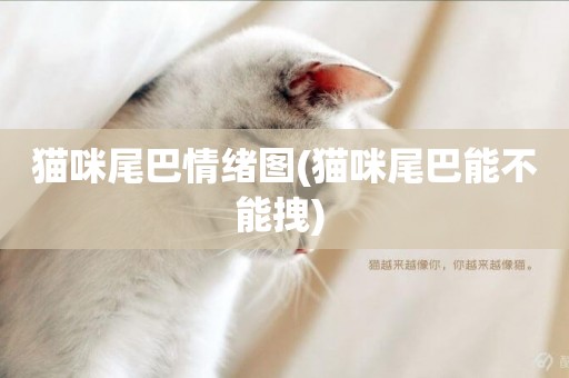 貓咪尾巴情緒圖(貓咪尾巴能不能拽) 