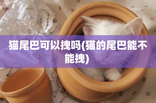 貓尾巴可以拽嗎(貓的尾巴能不能拽) 