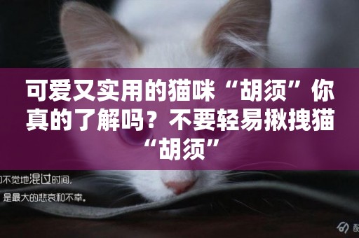可愛又實用的貓咪“胡須”你真的了解嗎？不要輕易揪拽貓“胡須” 