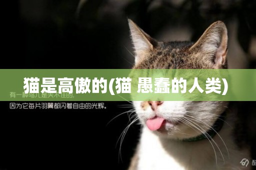 貓是高傲的(貓 愚蠢的人類) 