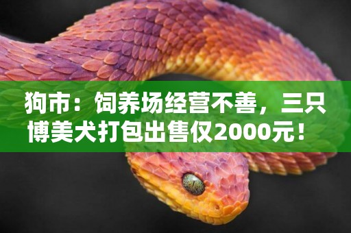 狗市：飼養場經營不善，三只博美犬打包出售僅2000元！ 