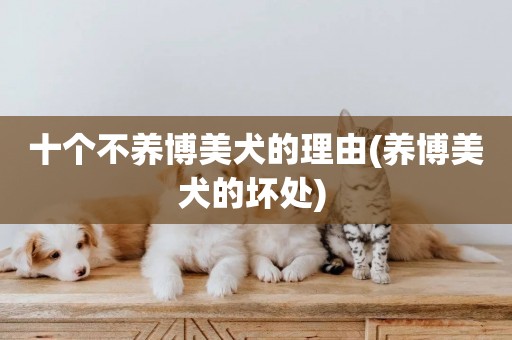 十個不養博美犬的理由(養博美犬的壞處) 
