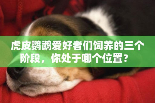 虎皮鸚鵡愛好者們飼養的三個階段，你處于哪個位置？ 