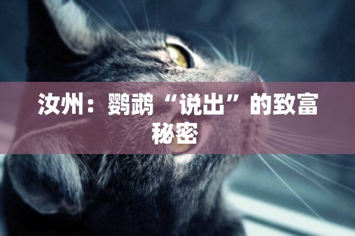 汝州：鸚鵡“說出”的致富秘密 