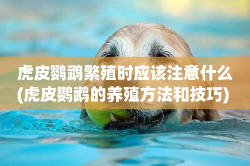 虎皮鸚鵡繁殖時應該注意什么(虎皮鸚鵡的養殖方法和技巧) 