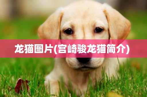 龍貓圖片(宮崎駿龍貓簡介) 