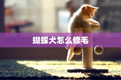 蝴蝶犬怎么修毛