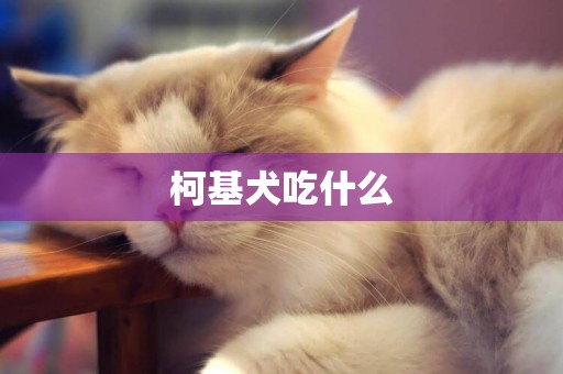 柯基犬吃什么