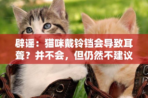 辟謠：貓咪戴鈴鐺會導致耳聾？并不會，但仍然不建議給貓咪戴鈴鐺 