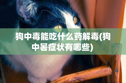 狗中毒能吃什么藥解毒(狗中暑癥狀有哪些) 
