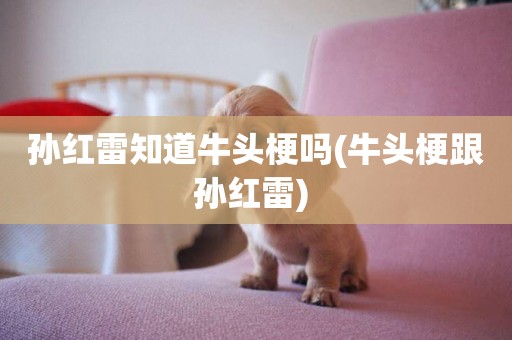 孫紅雷知道牛頭梗嗎(牛頭梗跟孫紅雷) 