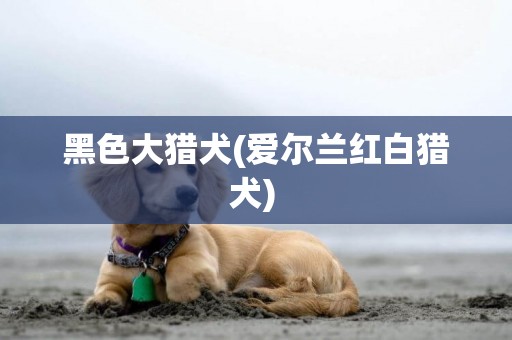 黑色大獵犬(愛爾蘭紅白獵犬) 