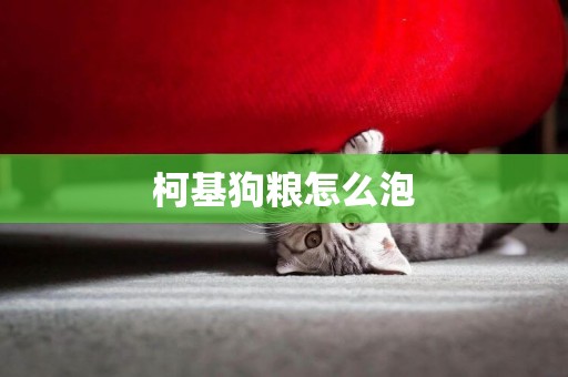柯基狗糧怎么泡