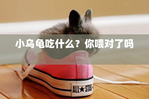 小烏龜吃什么？你喂對了嗎 