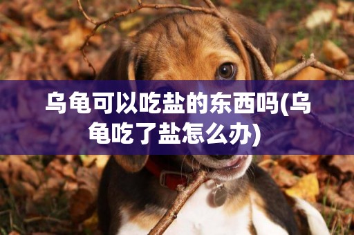 烏龜可以吃鹽的東西嗎(烏龜吃了鹽怎么辦) 