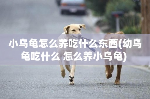 小烏龜怎么養吃什么東西(幼烏龜吃什么 怎么養小烏龜) 