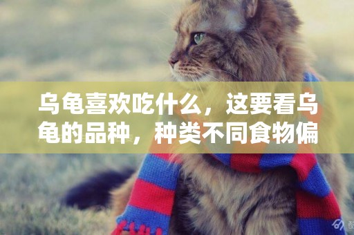 烏龜喜歡吃什么，這要看烏龜的品種，種類不同食物偏好會略有不同 