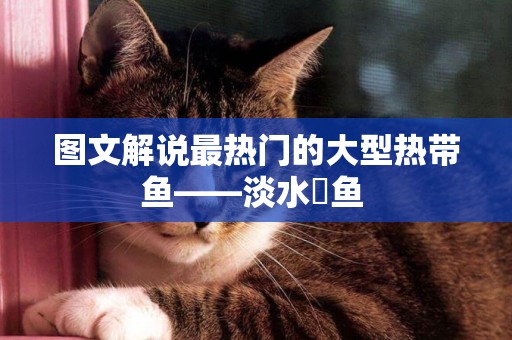圖文解說最熱門的大型熱帶魚——淡水魟魚 