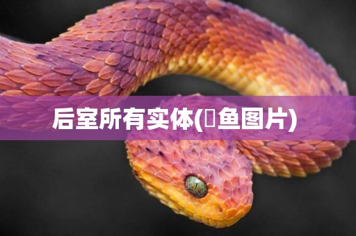 后室所有實體(魟魚圖片) 