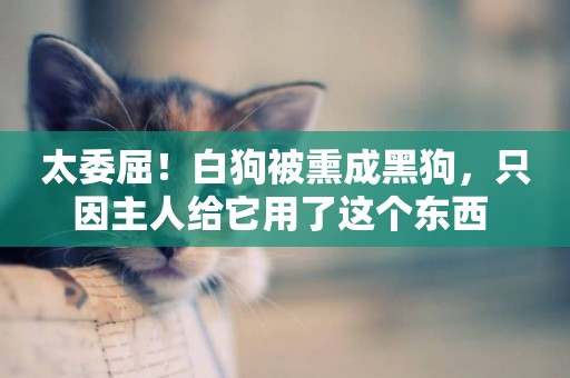 太委屈！白狗被熏成黑狗，只因主人給它用了這個東西 