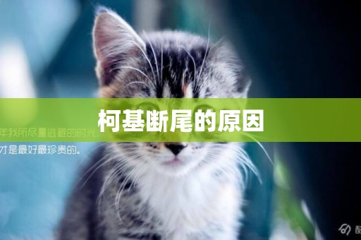 柯基斷尾的原因