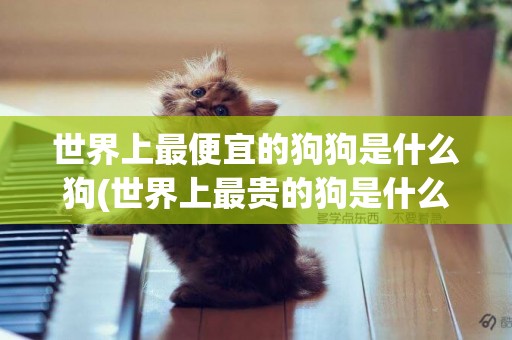 世界上最便宜的狗狗是什么狗(世界上最貴的狗是什么狗多少元一只) 