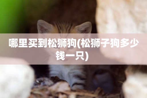 哪里買到松獅狗(松獅子狗多少錢一只) 