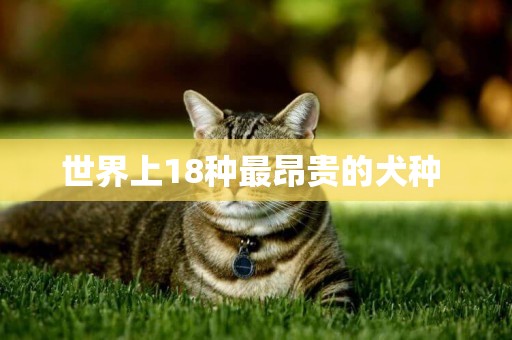 世界上18種最昂貴的犬種 