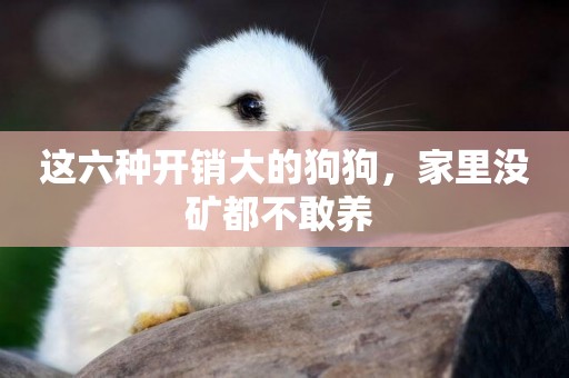 這六種開銷大的狗狗，家里沒礦都不敢養 