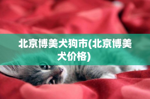 北京博美犬狗市(北京博美犬價格) 