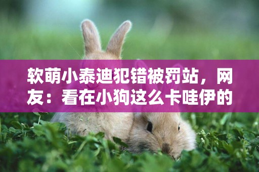 軟萌小泰迪犯錯被罰站，網友：看在小狗這么卡哇伊的份上算了~ 