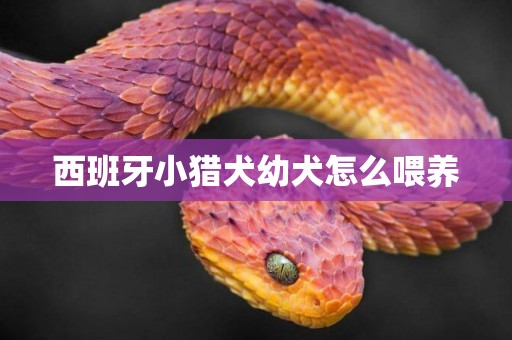 西班牙小獵犬幼犬怎么喂養