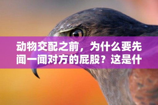 動物交配之前，為什么要先聞一聞對方的屁股？這是什么禮節嗎？ 