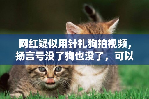 網紅疑似用針扎狗拍視頻，揚言號沒了狗也沒了，可以不愛請別傷害 