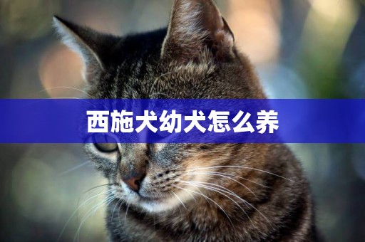 西施犬幼犬怎么養