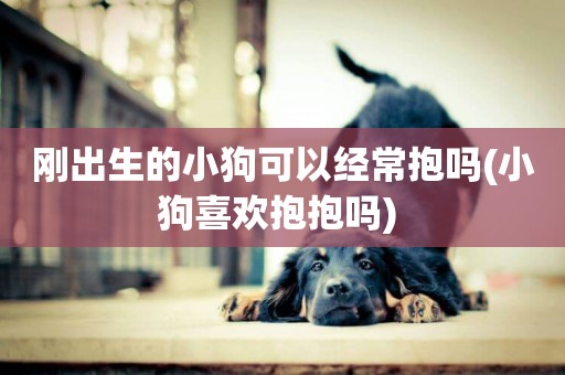 剛出生的小狗可以經常抱嗎(小狗喜歡抱抱嗎) 