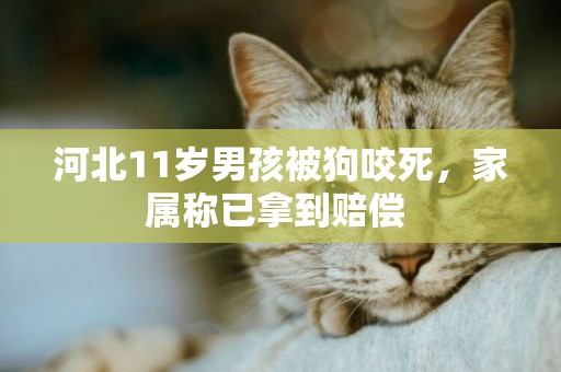河北11歲男孩被狗咬死，家屬稱已拿到賠償 