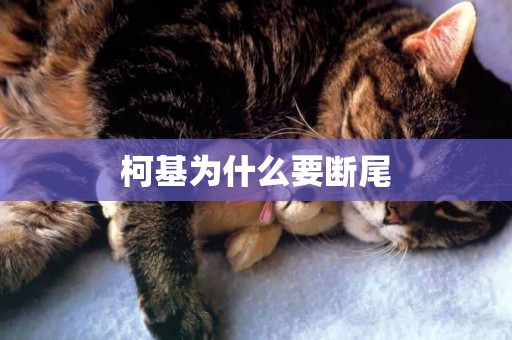 柯基為什么要斷尾