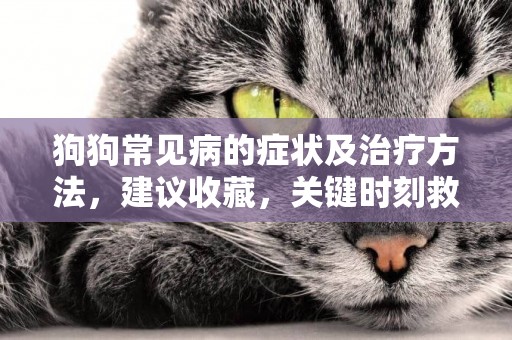 狗狗常見病的癥狀及治療方法，建議收藏，關鍵時刻救狗狗一命 