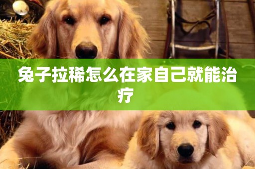 兔子拉稀怎么在家自己就能治療 