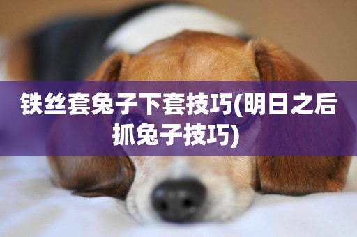 鐵絲套兔子下套技巧(明日之后抓兔子技巧) 