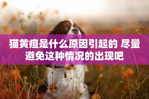 貓黃疸是什么原因引起的 盡量避免這種情況的出現吧