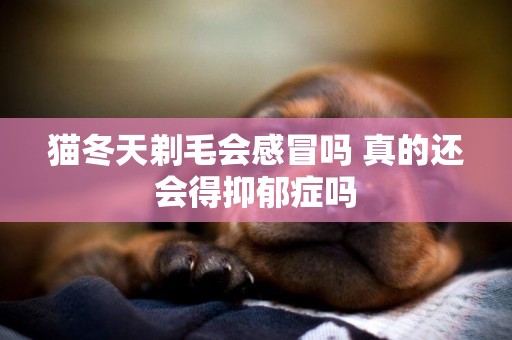 貓冬天剃毛會感冒嗎 真的還會得抑郁癥嗎