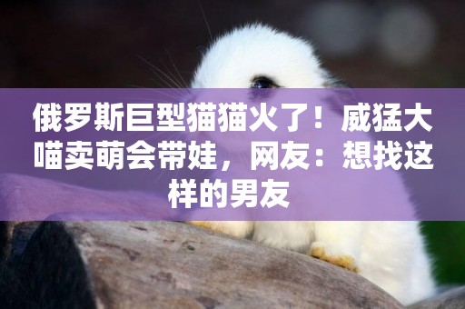 俄羅斯巨型貓貓火了！威猛大喵賣萌會帶娃，網友：想找這樣的男友 
