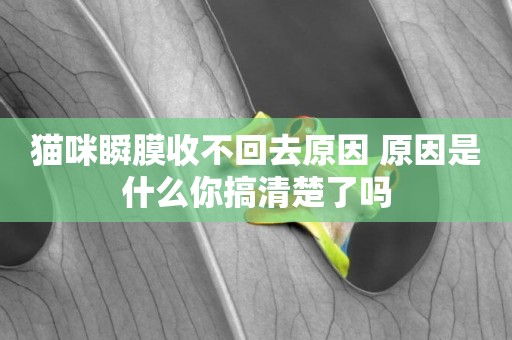 貓咪瞬膜收不回去原因 原因是什么你搞清楚了嗎