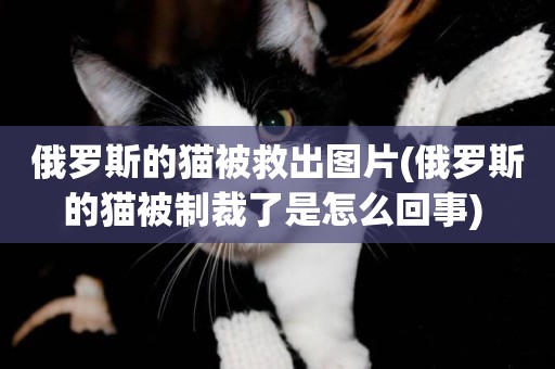 俄羅斯的貓被救出圖片(俄羅斯的貓被制裁了是怎么回事) 