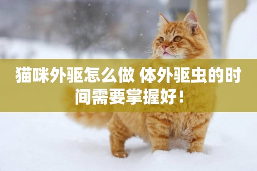 貓咪外驅怎么做 體外驅蟲的時間需要掌握好！