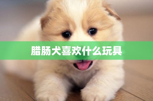 臘腸犬喜歡什么玩具