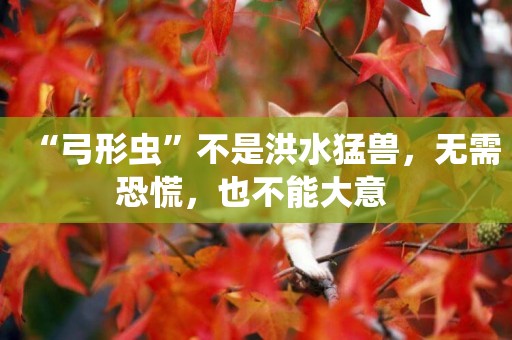 “弓形蟲”不是洪水猛獸，無需恐慌，也不能大意 